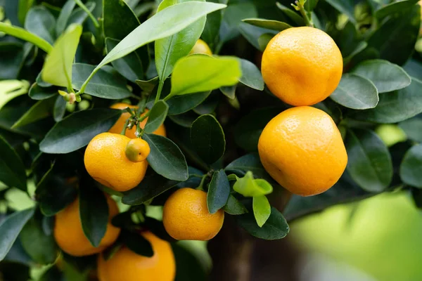 stock image The Calamondin Orange nitro fortunella macrocarpa is a hybrid of mandarin an cumquat