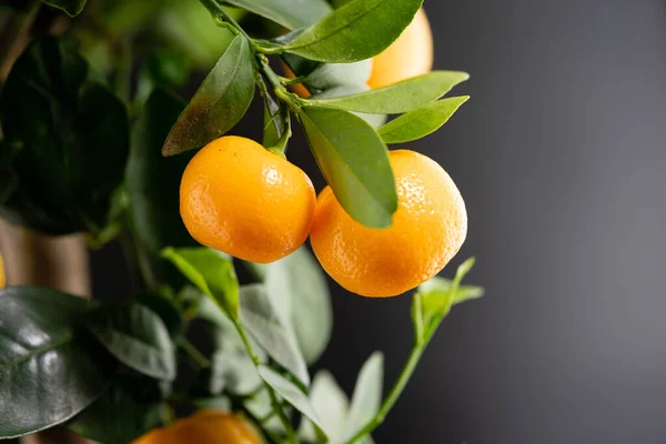 stock image The Calamondin Orange nitro fortunella macrocarpa is a hybrid of mandarin an cumquat