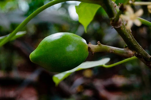 Fruits Verts Papaye Sauvage Dans Jungle — Photo