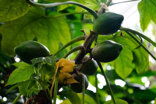 Fruits Verts Papaye Sauvage Dans Jungle — Photo