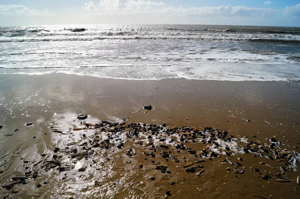 Conchas Pedras Praia Mar Norte Blavand Dinamarca — Fotografia de Stock