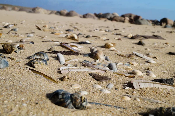 Conchas Pedras Praia Mar Norte Blavand Dinamarca — Fotografia de Stock