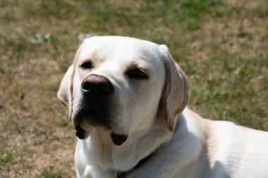 Kısa kaplamalı İngiliz Labrador Retriever 10 aylık