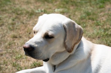 Kısa kaplamalı İngiliz Labrador Retriever 10 aylık