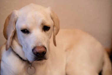 Kısa kaplamalı İngiliz Labrador Retriever 10 aylık