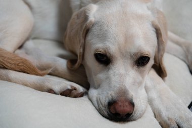 Kısa kaplamalı İngiliz Labrador Retriever 10 aylık