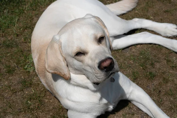 stock image short coated britisch Labrador retriever 10 month old