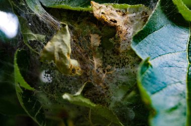 Elma güvesi tırtılları yponomenta malinellus