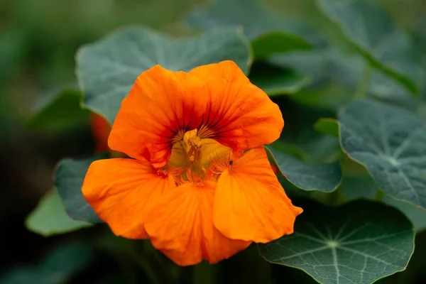 Nasturtium Tropeolum Majus Güzel Portakal Çiçekleri — Stok fotoğraf