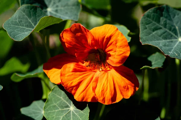 stock image the pretty orange flowers of the nasturtium tropaeolum majus