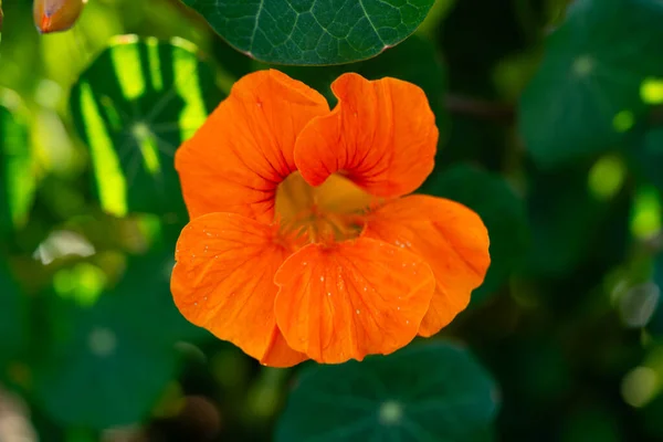 Pretty Orange Flowers Nasturtium Tropaeolum Majus — Stock Photo, Image