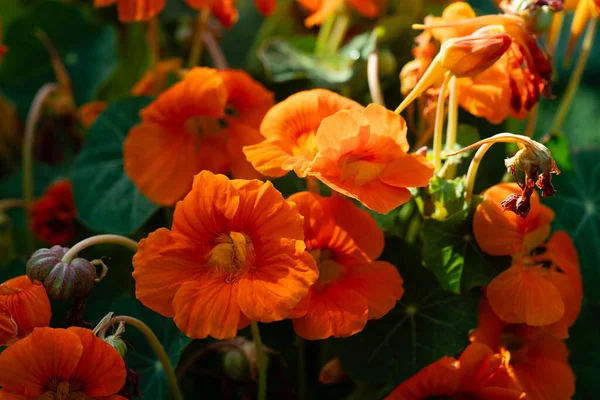 Die Hübschen Orangen Blüten Der Kapuzinerkresse Tropaeolum Majus — Stockfoto