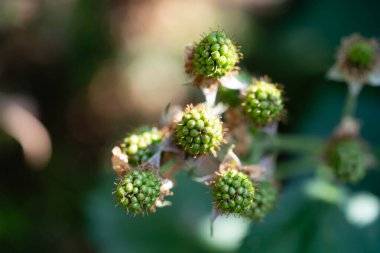 Rubus Blackberry vahşi orman çiçekleri ve meyveleri