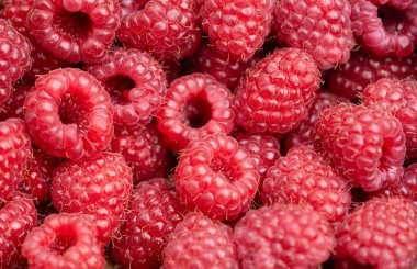 Rubus Blackberry vahşi orman çiçekleri ve meyveleri