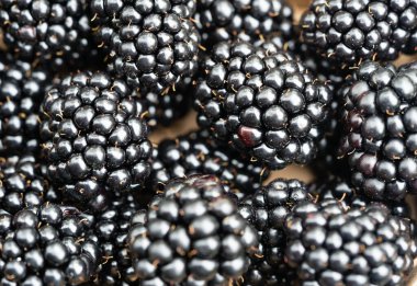Rubus Blackberry vahşi orman çiçekleri ve meyveleri