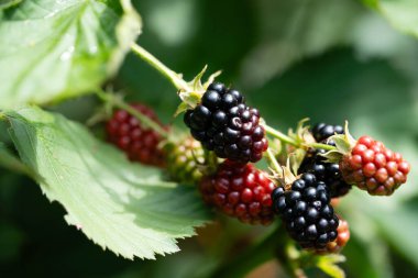 Rubus Blackberry vahşi orman çiçekleri ve meyveleri