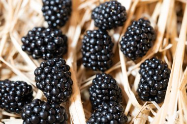 Rubus Blackberry vahşi orman çiçekleri ve meyveleri
