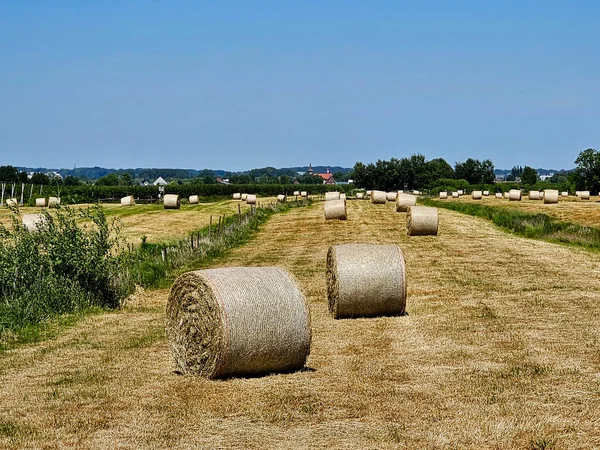 Hay Harvest Next Hamburg — Stock Photo, Image