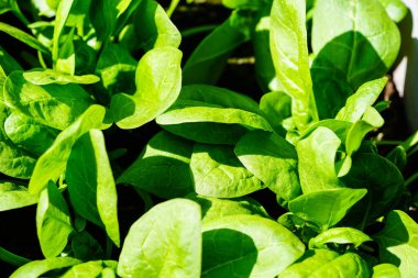 Ev bahçesinden taze yeşil ıspanak.