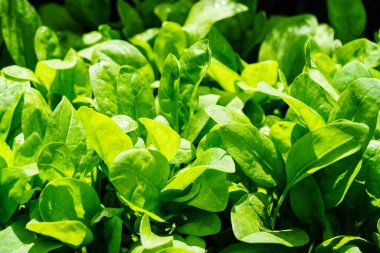 Ev bahçesinden taze yeşil ıspanak.