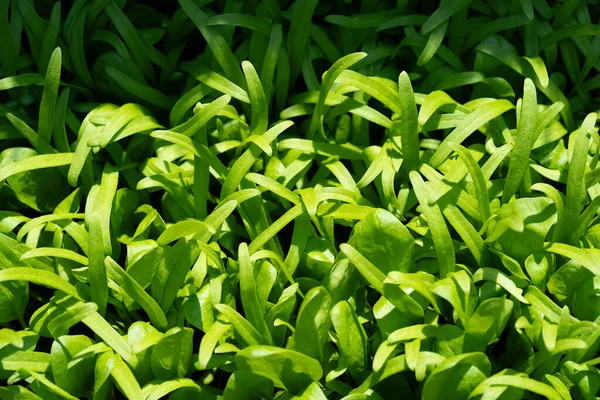 Čerstvě Zelený Špenát Domácí Zahrady — Stock fotografie