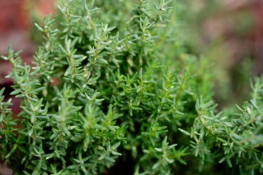 Kurumuş ve taze Thymus vulgaris lezzetli mutfak otları.