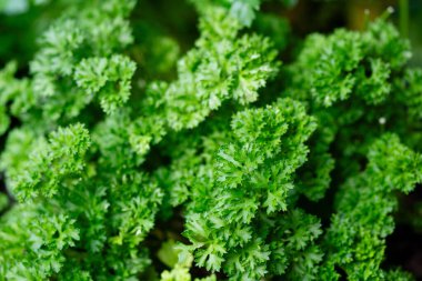 Taze yeşil maydanoz ya da kurutulmuş maydanoz Petroselinum gevreği.