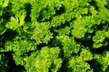 Taze yeşil maydanoz ya da kurutulmuş maydanoz Petroselinum gevreği.