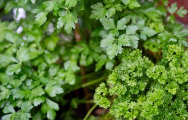 Taze yeşil maydanoz ya da kurutulmuş maydanoz Petroselinum gevreği.