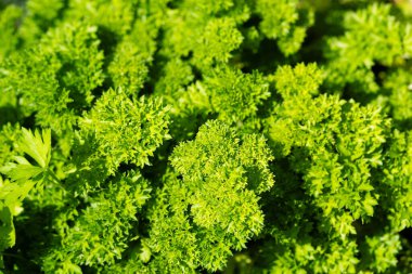 Taze yeşil maydanoz ya da kurutulmuş maydanoz Petroselinum gevreği.