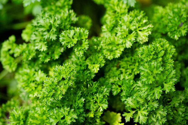 Fresh green parsley or dried and rubbed parsley Petroselinum crispum