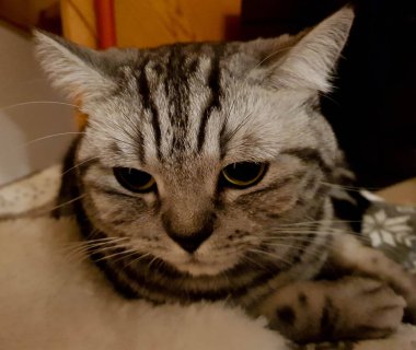 Gri İngiliz kısa saç kedisi