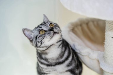 Gri İngiliz kısa saç kedisi