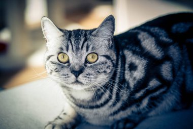 Gri İngiliz kısa saç kedisi