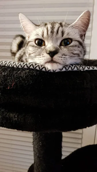 Grijs Brits Kort Haar Kat — Stockfoto