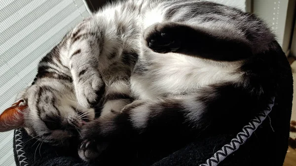 Серая Британская Короткошерстная Кошка — стоковое фото