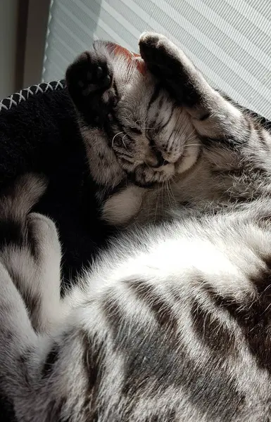 Gris Británico Pelo Corto Gato — Foto de Stock