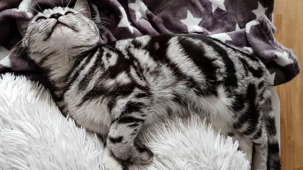 Γκρίζο Βρετανικό Κοντά Μαλλιά Γάτα — Φωτογραφία Αρχείου