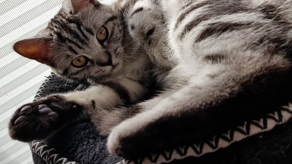 회색짧은 고양이 — 스톡 사진