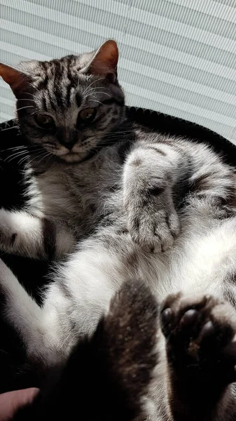 Серая Британская Короткошерстная Кошка — стоковое фото