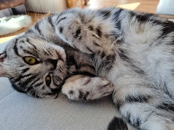 グレー ブリティッシュ ショートヘア猫 — ストック写真