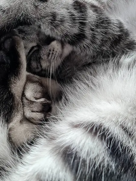 Γκρίζο Βρετανικό Κοντά Μαλλιά Γάτα — Φωτογραφία Αρχείου