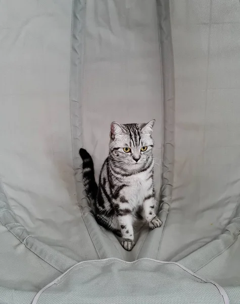 Grey British Short Hair Cat — Stock Photo, Image