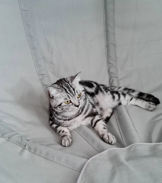 회색짧은 고양이 — 스톡 사진