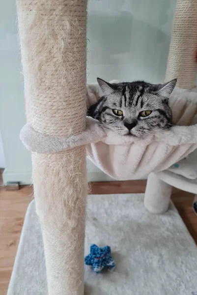 Grijs Brits Kort Haar Kat — Stockfoto
