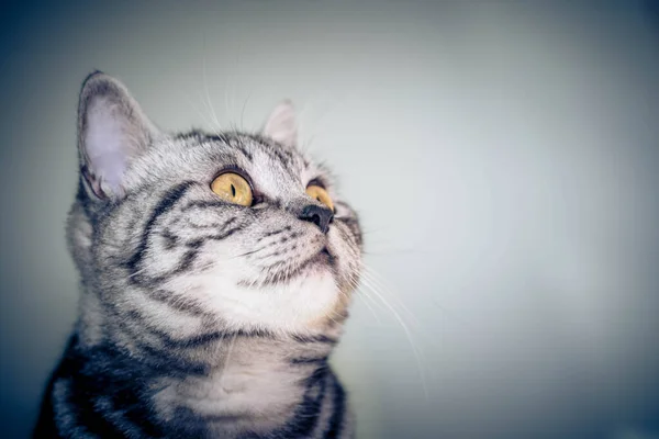 Сірий Коротковолосий Кіт — стокове фото