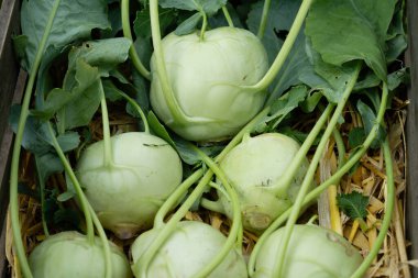 Kendi bahçemizden farklı türde kohlrabi Brassica oleracea