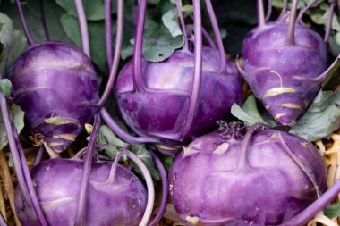 Kendi bahçemizden farklı türde kohlrabi Brassica oleracea
