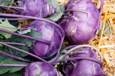 Kendi bahçemizden farklı türde kohlrabi Brassica oleracea