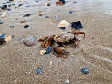 Kuzey deniz yengeçleri Blavand Danimarka sahilinde